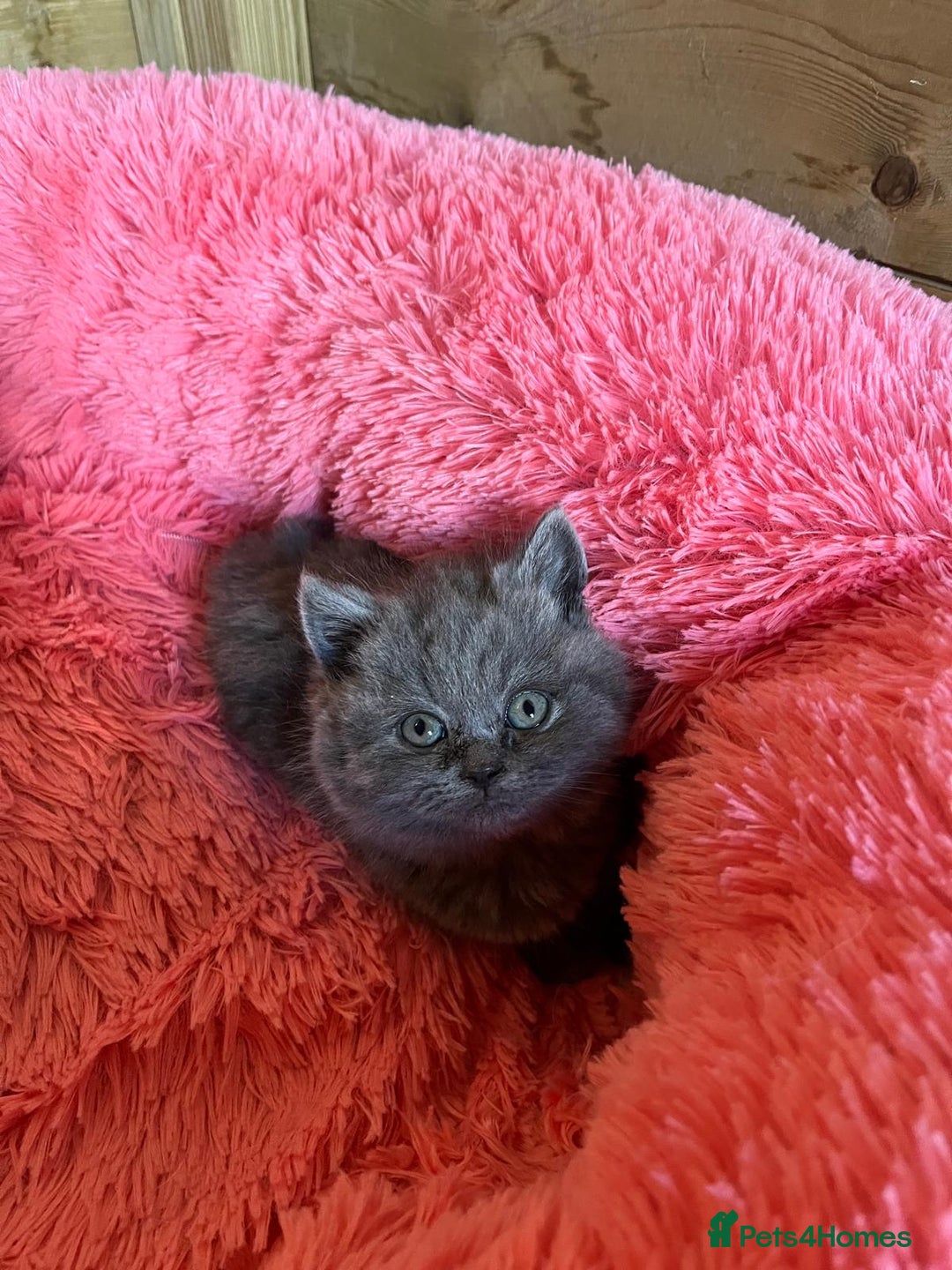 British Shorthair cats for sale: British shorthair kittens lilac/blue - Image 15