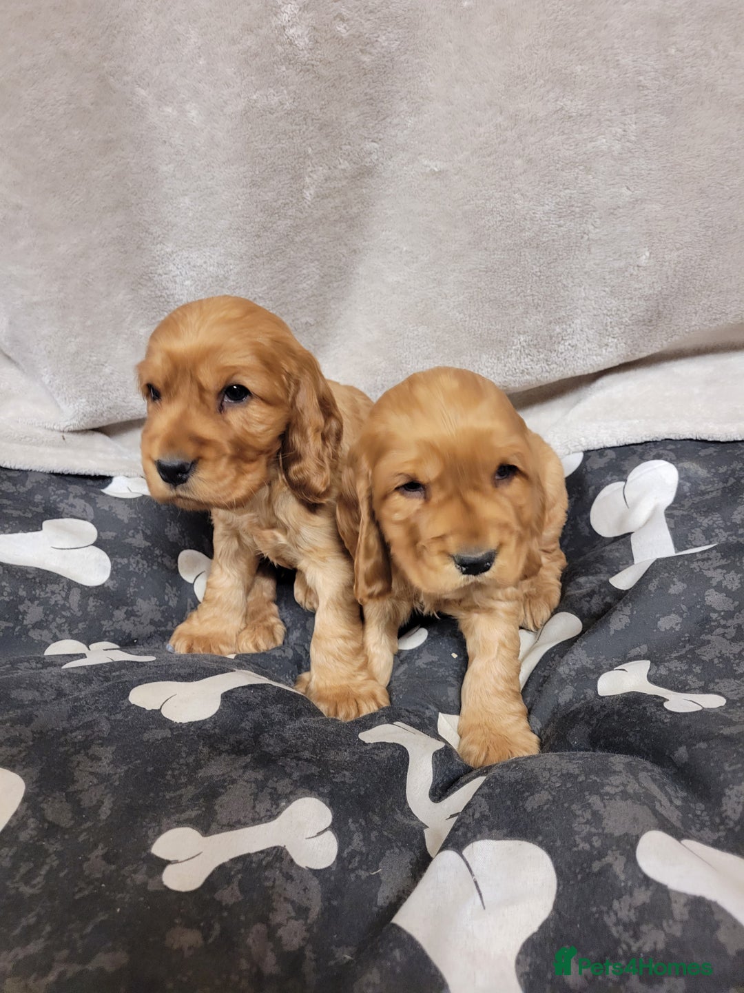 Cocker Spaniel dogs for sale: Cocker spaniel  - Advert 6