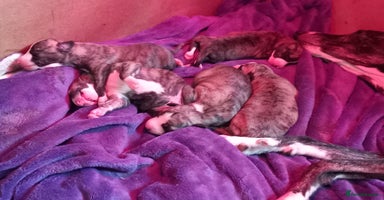 Whippet dogs - Advert 1