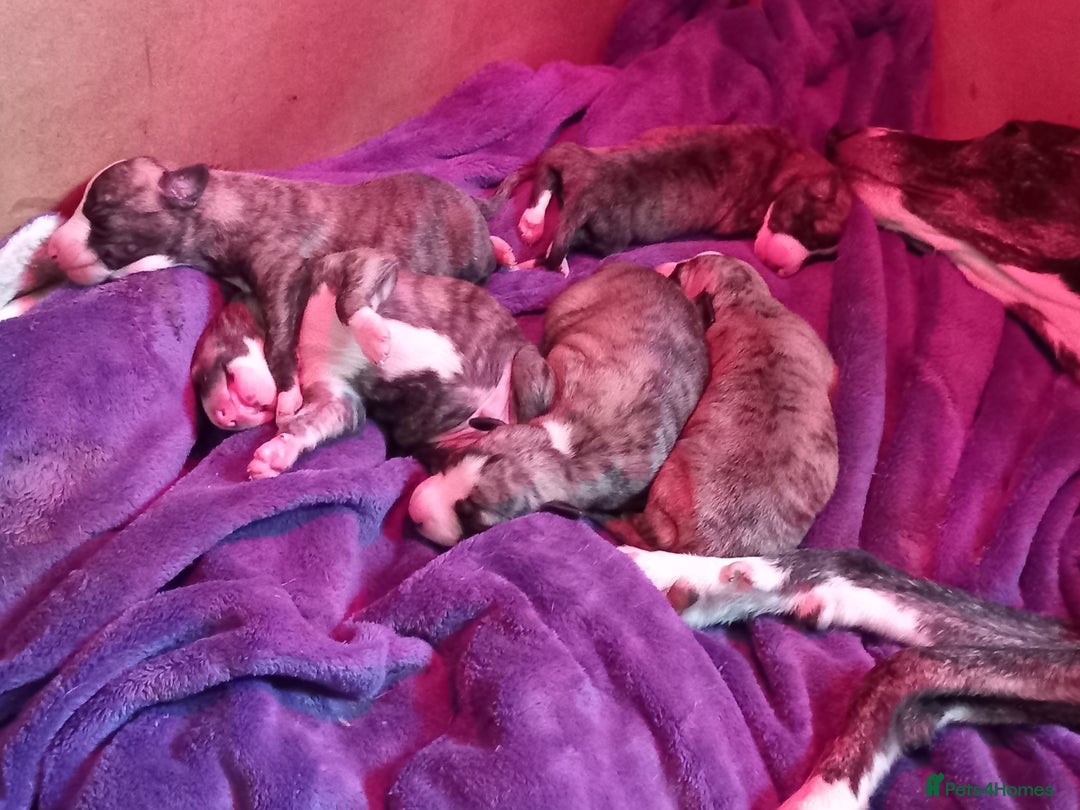 Whippet dogs for sale: Top Class Whippet Puppies bred from Champions - Image 3