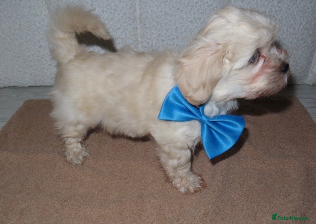 Mixed Breed dogs Our last handsome fur baby left 💙 - Advert 1