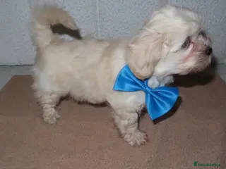 Mixed Breed dogs Our last handsome fur baby left 💙 - Advert 1