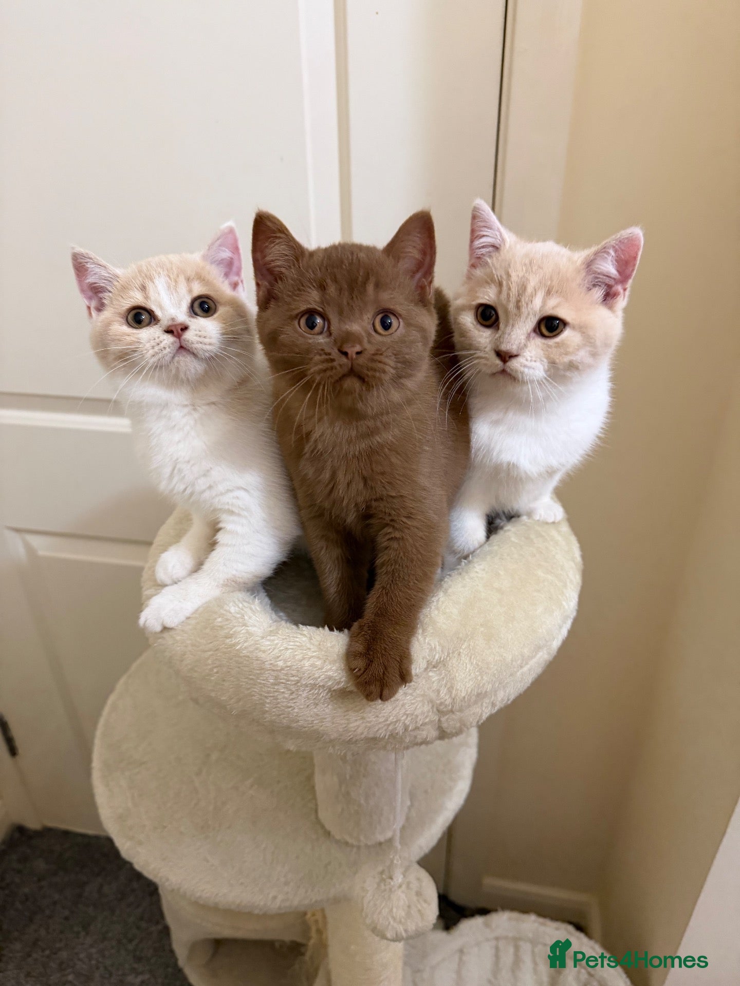 British Shorthair cats Beautiful GCCF British Shorthair Kittens Available - Advert 8