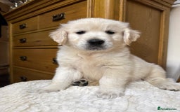 Golden Retriever dogs for sale: Out of DNA tested, kind & Champion bloodlines - Image 33
