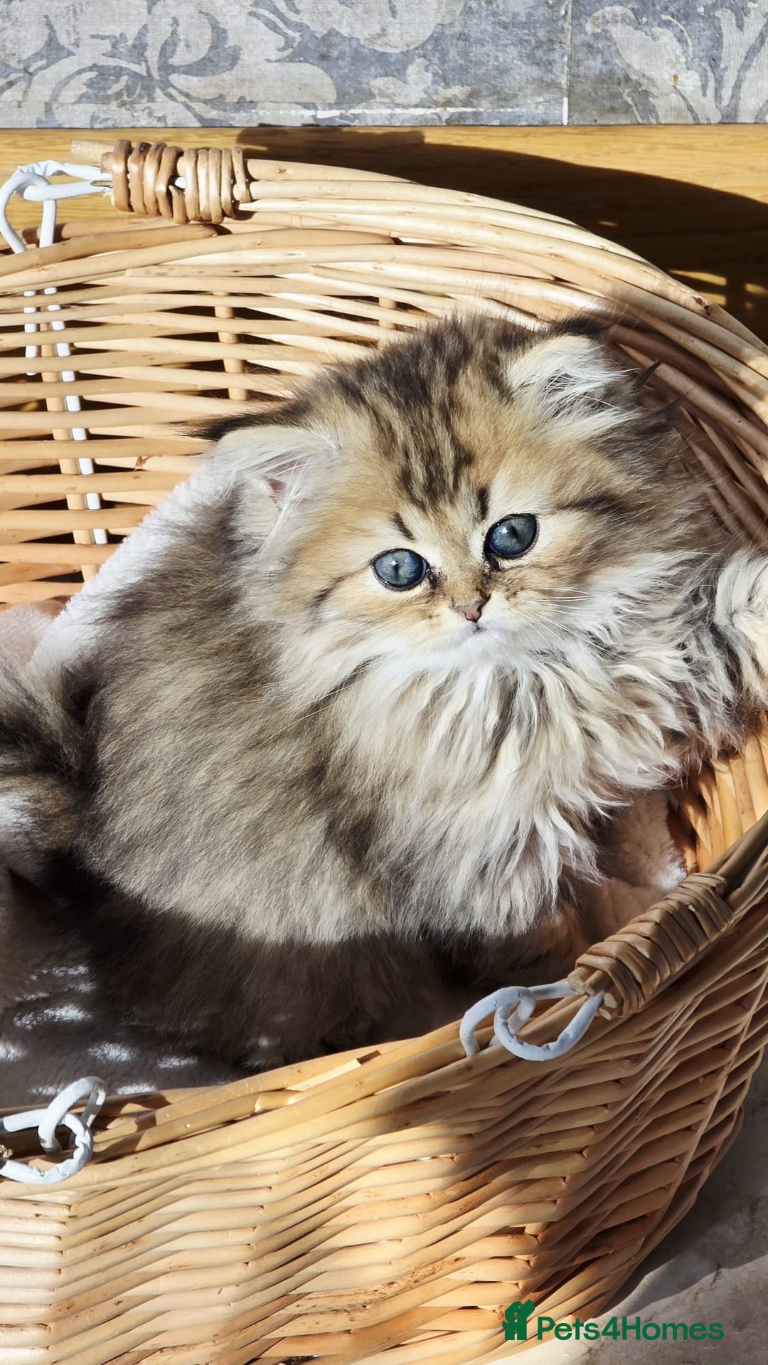 Persian cats for sale: Persian kittens  - Image 5