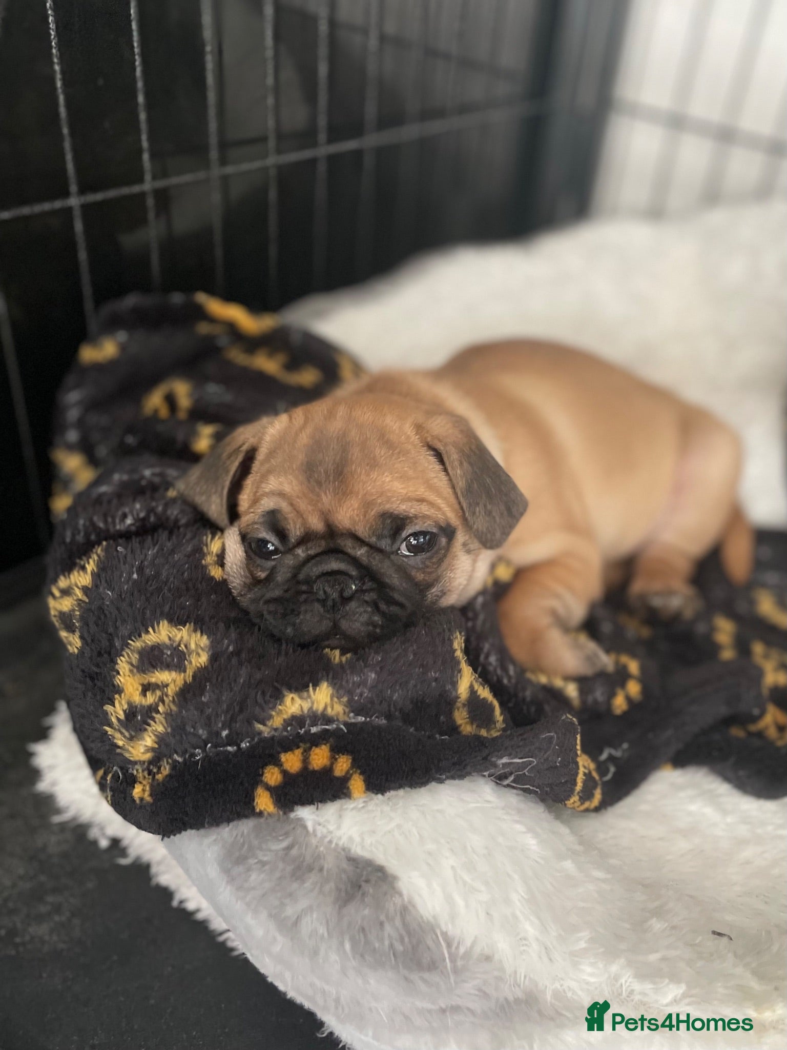 Pug dogs Handsome Apricot Male 8weeks old 💚 Pedigree Pugs - Advert 1