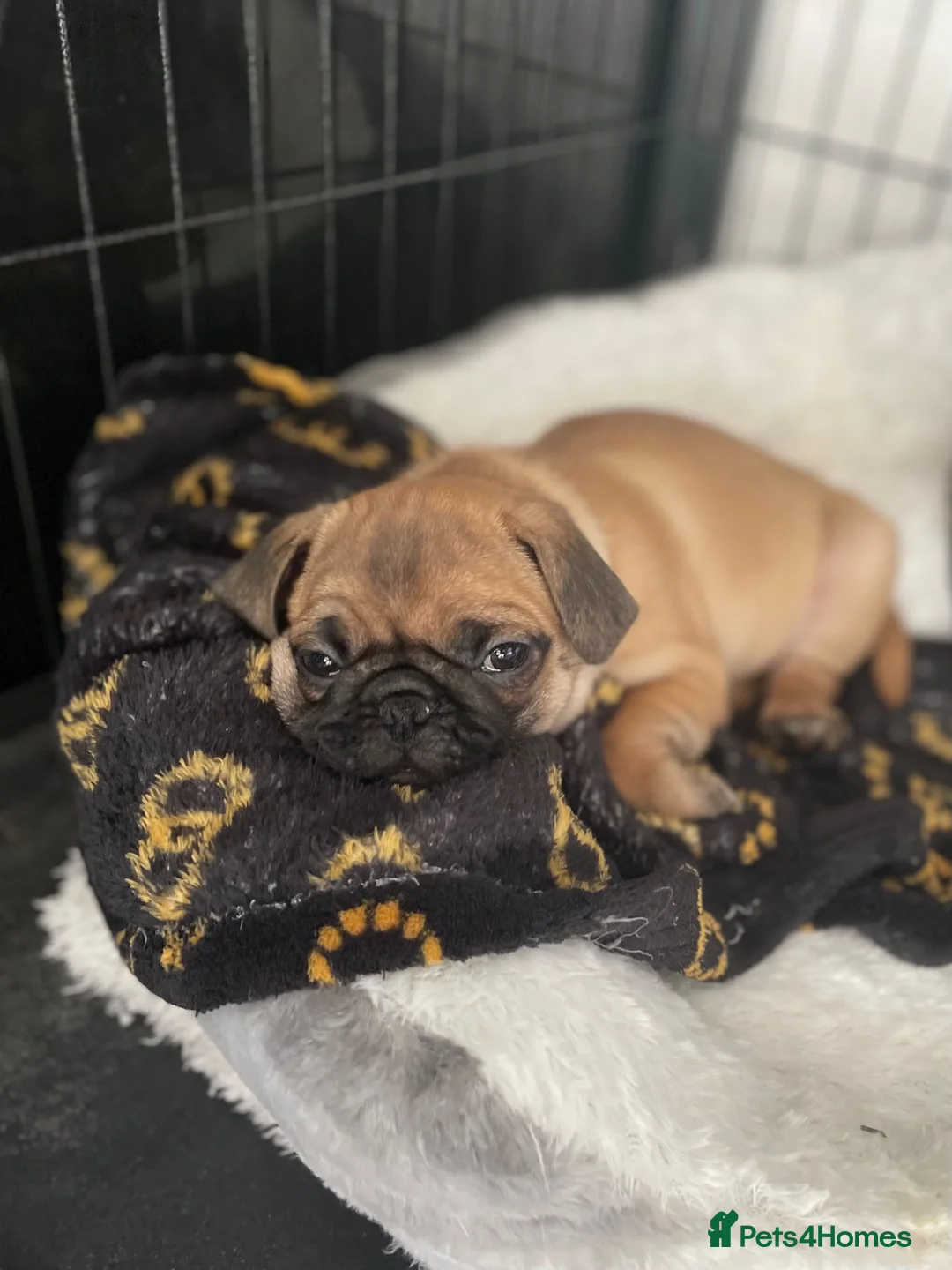 Pug dogs for sale: Handsome Apricot Male 8weeks old 💚 Pedigree Pugs in Kidderminster - Advert 1