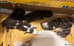 Mixed Breed cats for sale: British shorthair cross kittens - Image 7