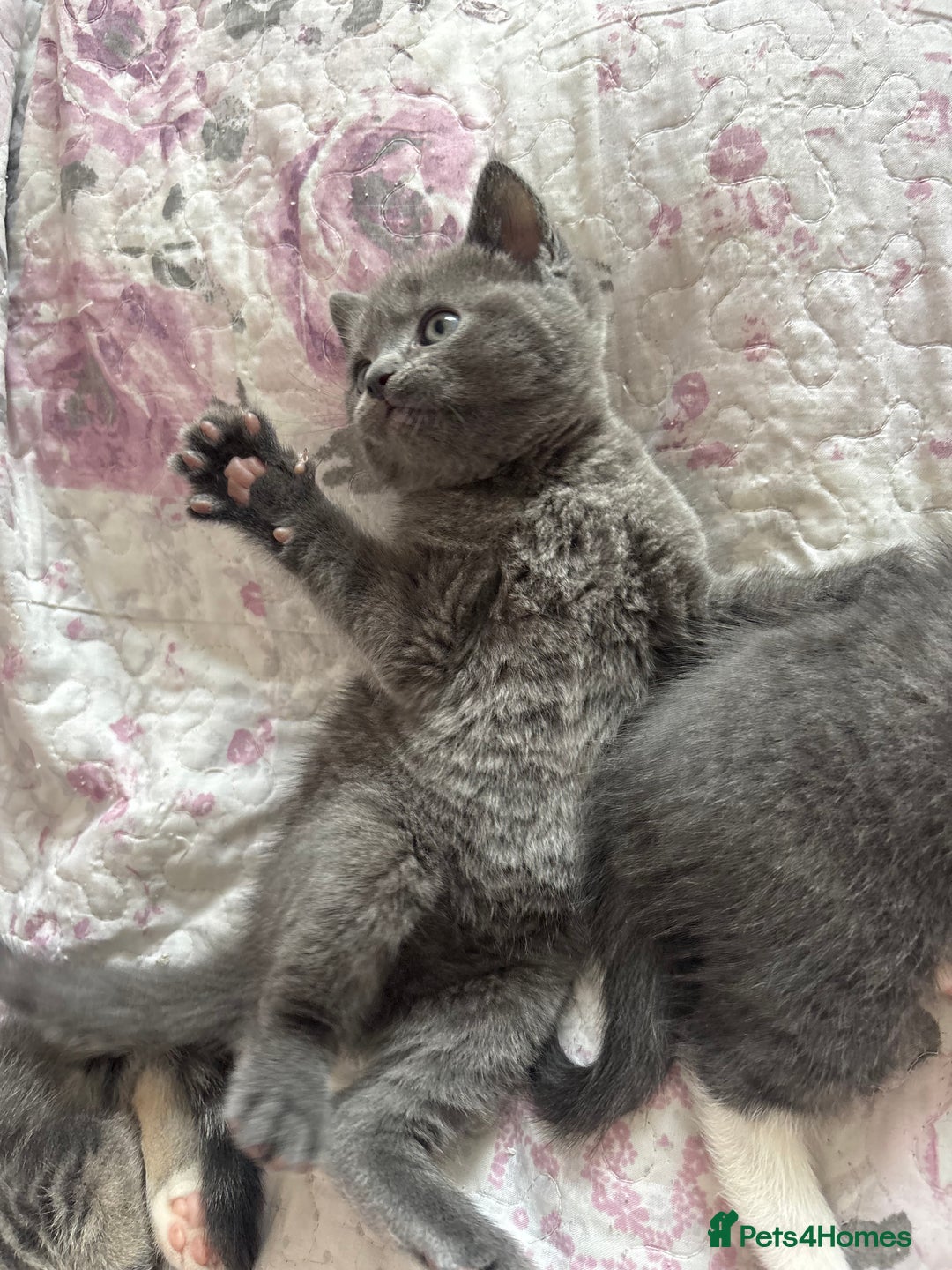 British Shorthair cats for sale: Adorable unique kittens- BSH dad X Ragdoll mum - Image 15