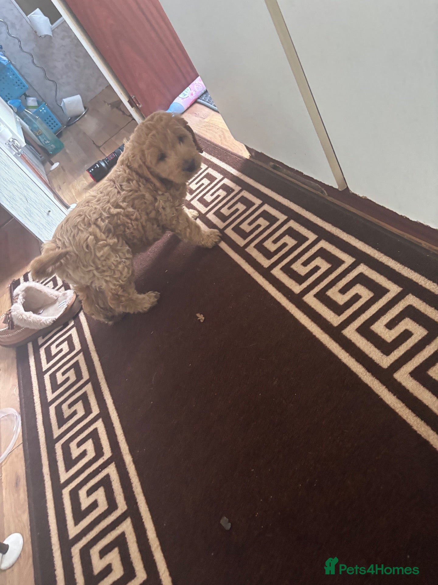 Mini Goldendoodle dogs F1 mini golden doodles therapy lines ready 28th  - Advert 1