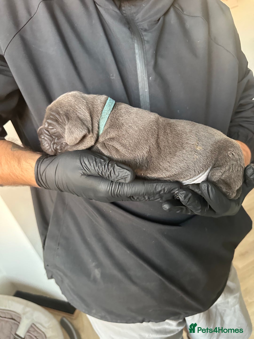 Cane Corso dogs for sale: Lupo D’Italia Kennels - Advert 23