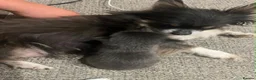 Chihuahua dogs for sale: Chihuahua puppies  - Advert 2