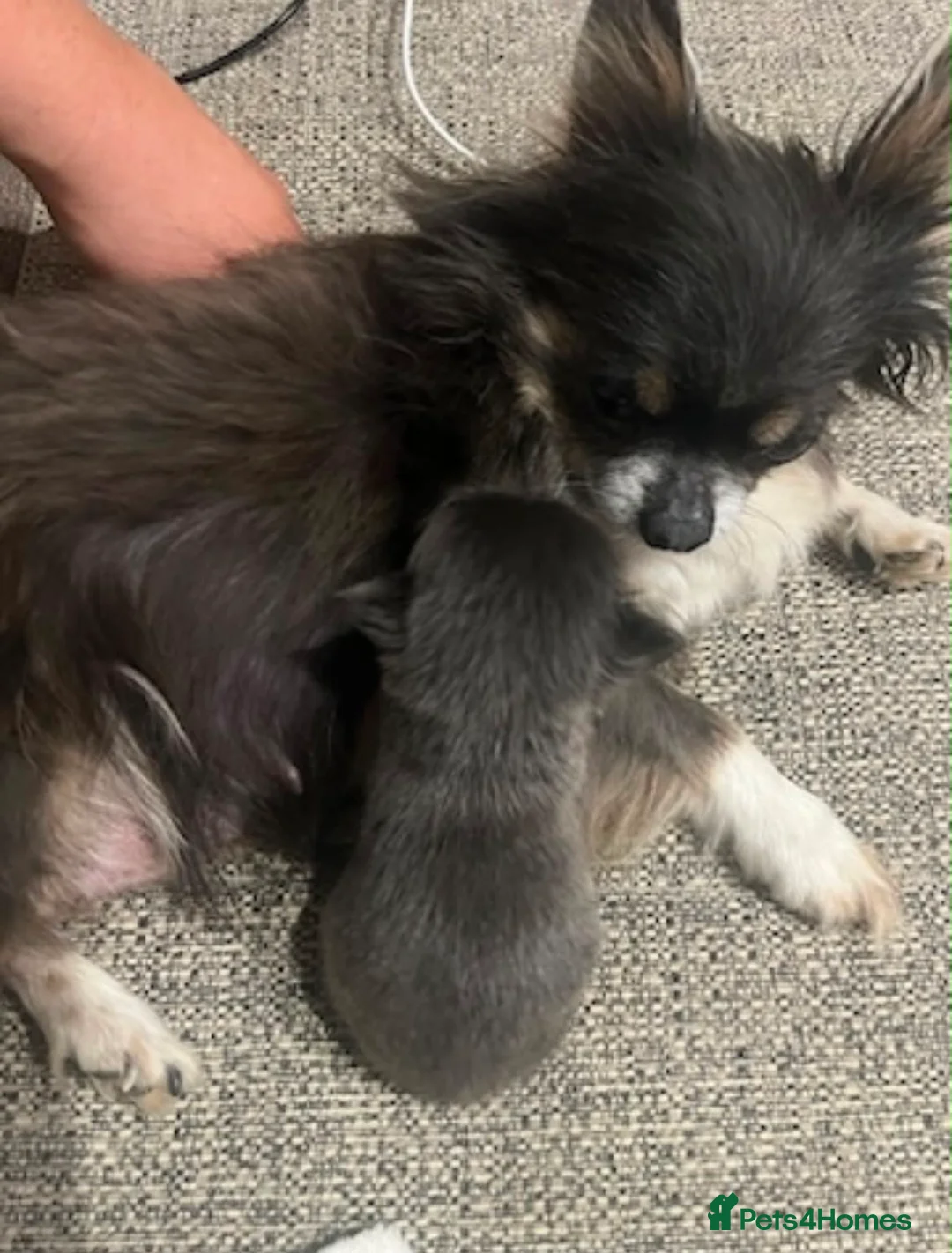 Chihuahua dogs for sale: Chihuahua puppies  - Advert 2