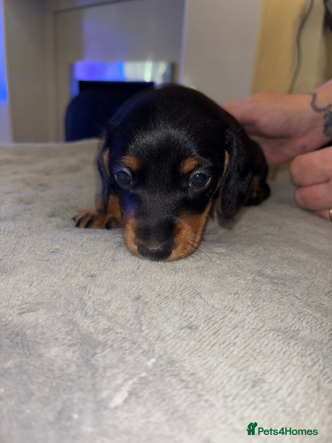 Mixed Breed dogs for sale: Doxiepoo puppies  - Image 6