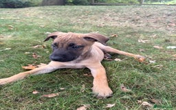 Belgian Shepherd Dog dogs for sale: Dutch Herder x Alano Espanol Pupies - Image 4