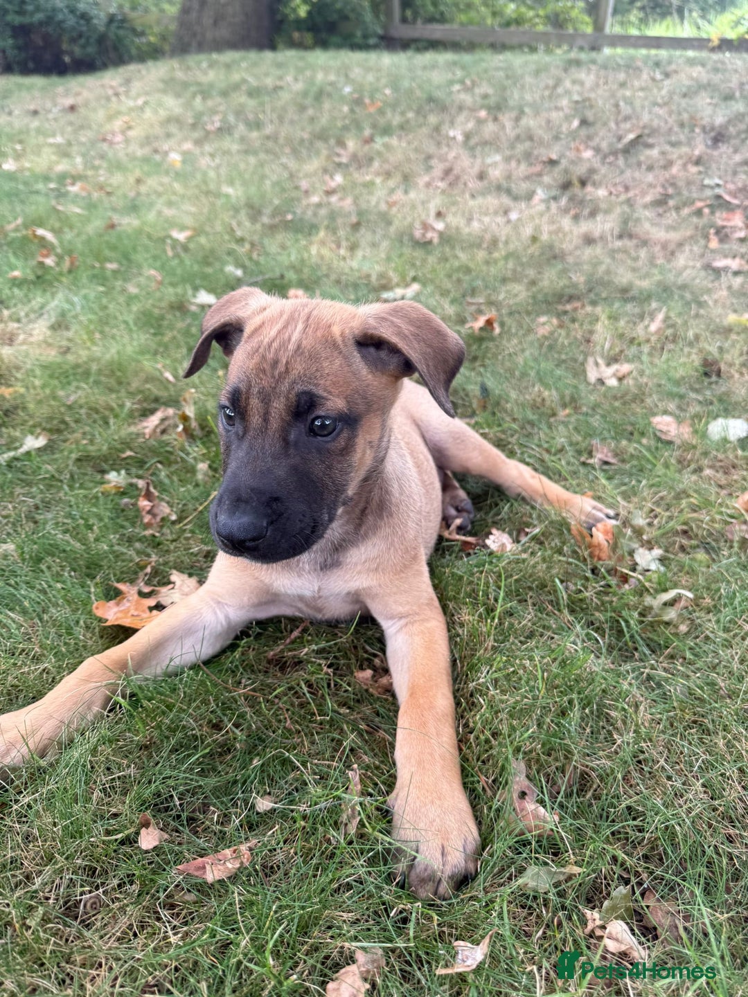 Belgian Shepherd Dog dogs for sale: Dutch Herder x Alano Espanol Pupies - Image 4