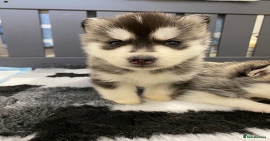 Siberian Husky dogs - Advert 13