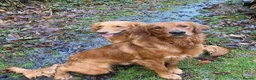 Golden Retriever dogs for stud: STUNNING RED STUD DOG, FULLY HEALTH TESTED in Bristol - Advert 4