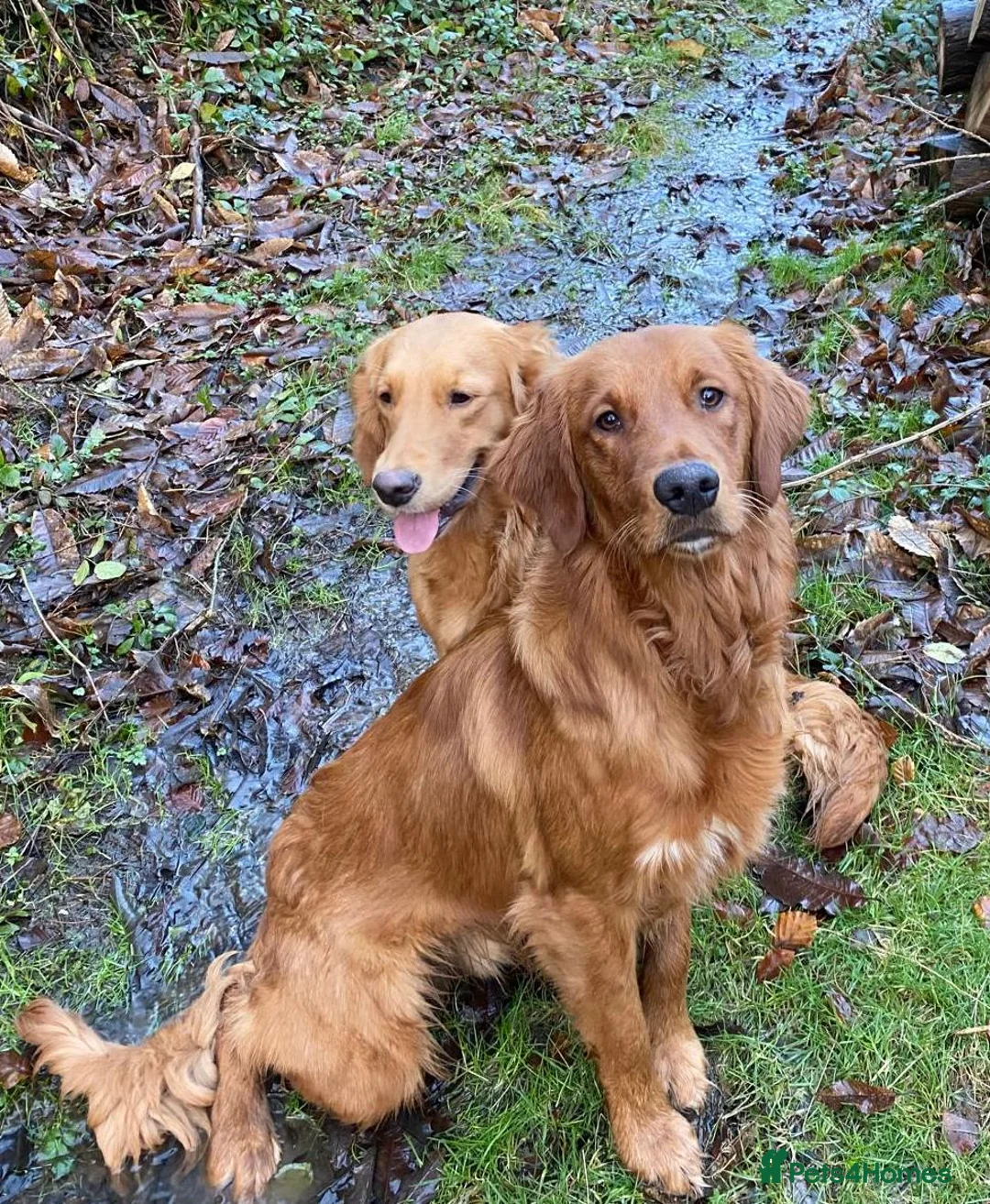 Golden Retriever dogs for stud: STUNNING RED STUD DOG, FULLY HEALTH TESTED in Bristol - Advert 4