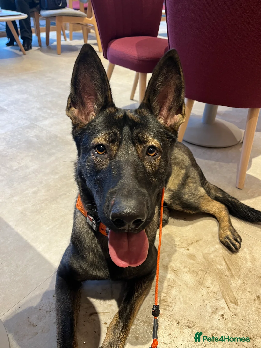 German Shepherd dogs for sale: Working Line German shepherd - Advert 4