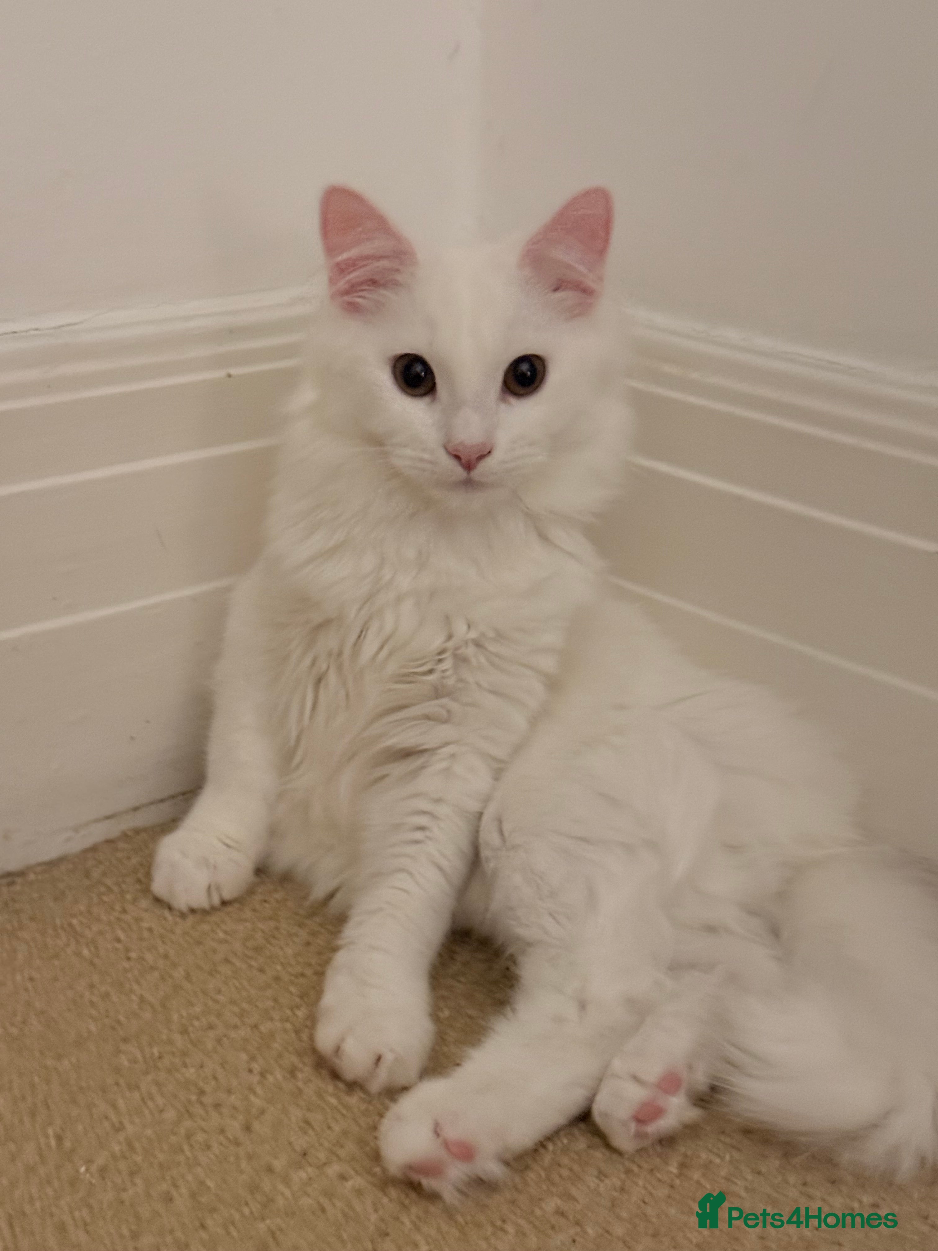 Turkish Angora cats Snowy- White Turkish Angora - Advert 1