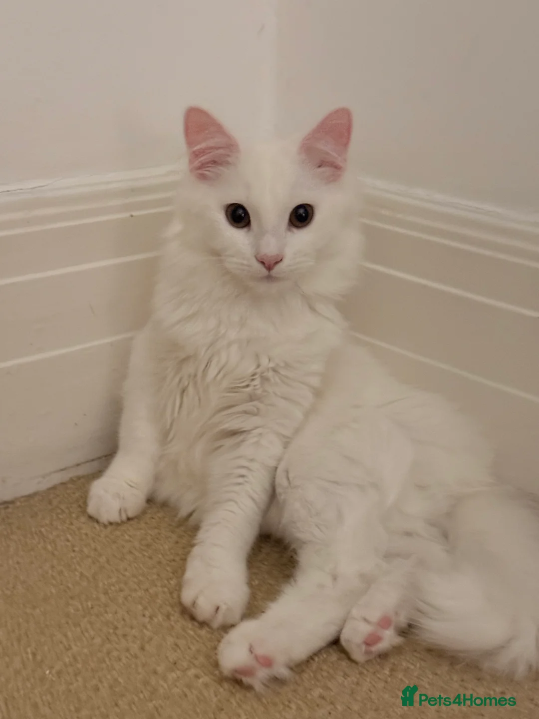 Turkish Angora cats for sale: Snowy- White Turkish Angora - Advert 1