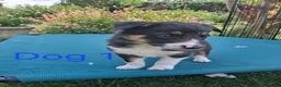 Border Collie dogs for sale: Beautiful border collie pups *3 dogs available* - Advert 5