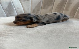 Miniature Dachshund dogs for sale: Gorgeous Long &short haired mini dachshund puppies - Image 34