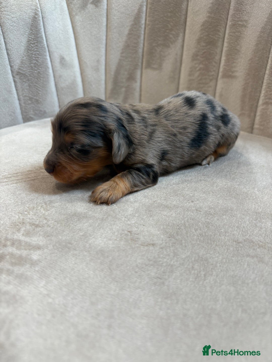 Miniature Dachshund dogs for sale: Gorgeous Long &short haired mini dachshund puppies - Image 34