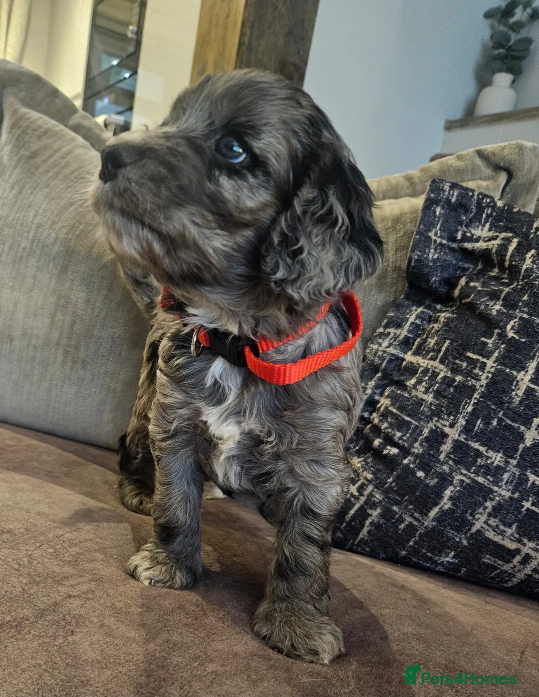 Cockapoo dogs for sale: Stunning cockapoo🖤🖤 - Advert 15