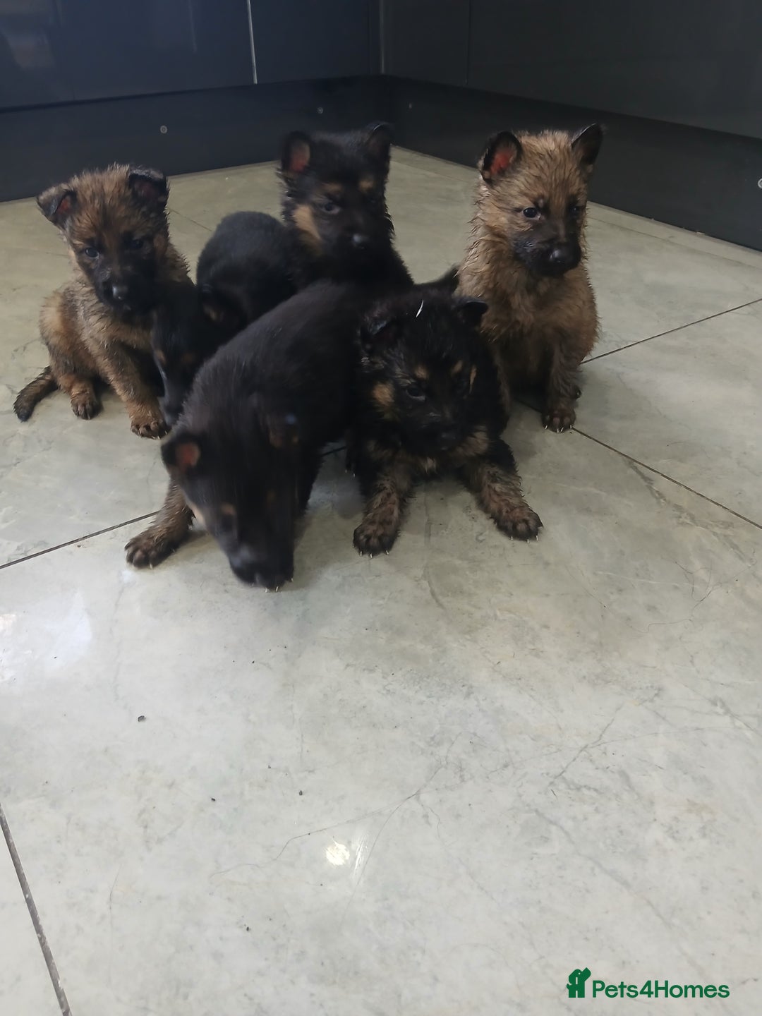 German Shepherd dogs for sale: German shepherd pups now ready for their new homes - Advert 3