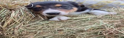 Border Collie dogs for sale: Border Collie Puppies for Sale in Ruthin - Advert 14