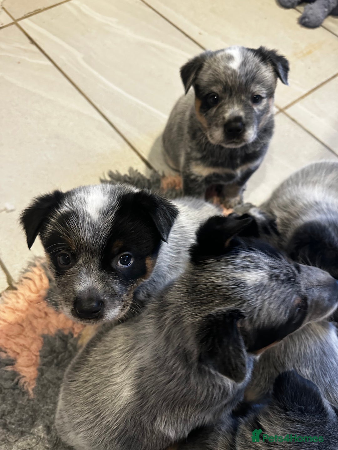 Australian Cattle Dog dogs for sale: Absolutely stunning litter!! - Advert 16