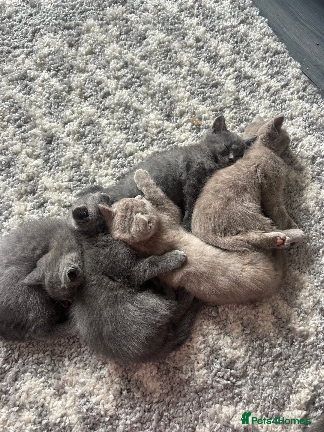 British Shorthair cats for sale: Beautiful British short hair kittens  in Manchester - Image 25