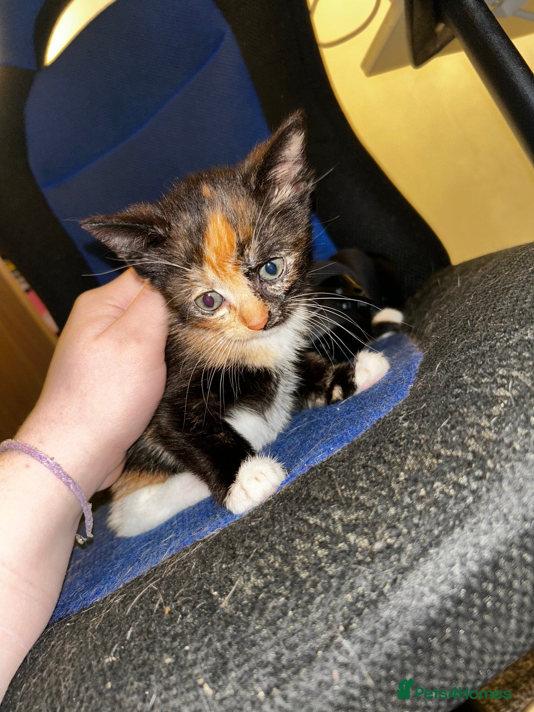 Mixed Breed cats for sale: 4 beautiful mixed breed kittens, ready to leave. - Image 8