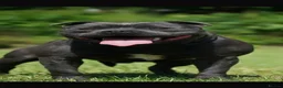 Staffordshire Bull Terrier dogs for sale: Blue Staffordshire Bull Terriers  - Advert 4