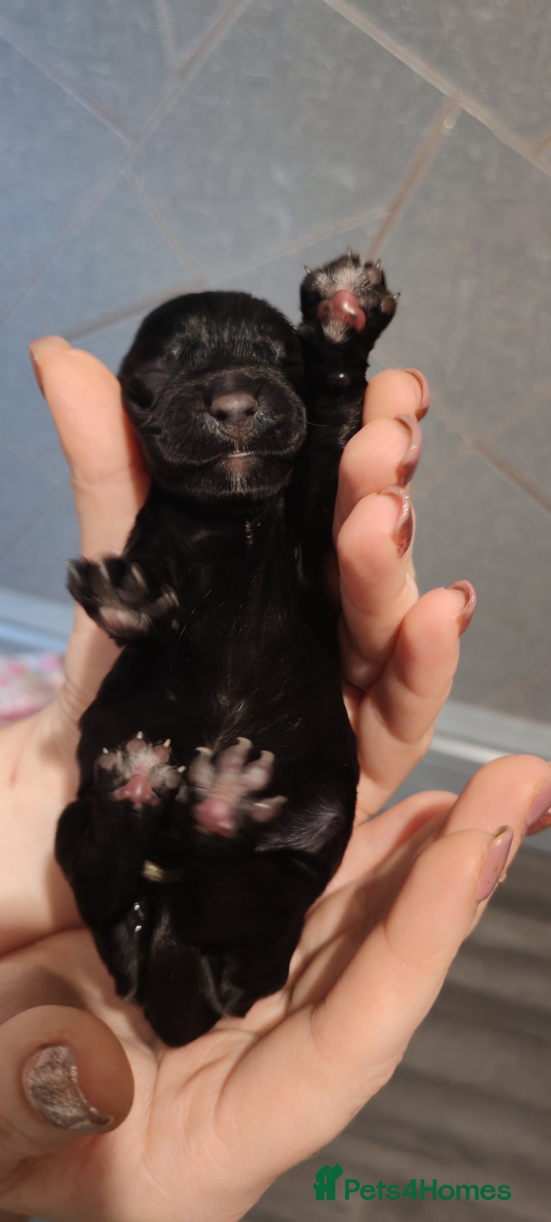 Sprocker dogs for sale: Beautiful sprocker puppies - Image 7