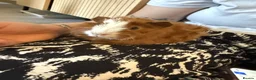 Guinea Pig rodents for sale: 2 male guinea pigs  - Advert 4