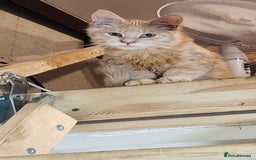 Maine Coon cats for sale: Pure Maine Coon kittens  - Image 4