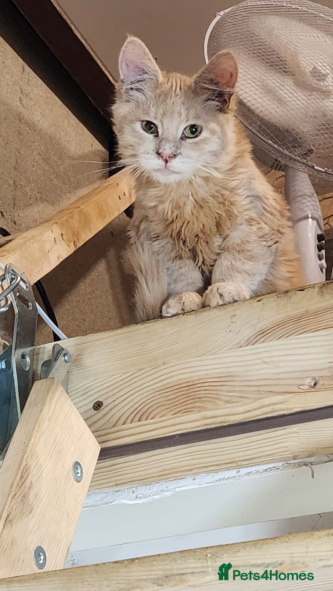 Maine Coon cats for sale: Pure Maine Coon kittens  - Image 4