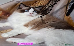 Ragdoll cats for sale: Exceptional bloodlines Ragdolls 💞💞 - Image 26