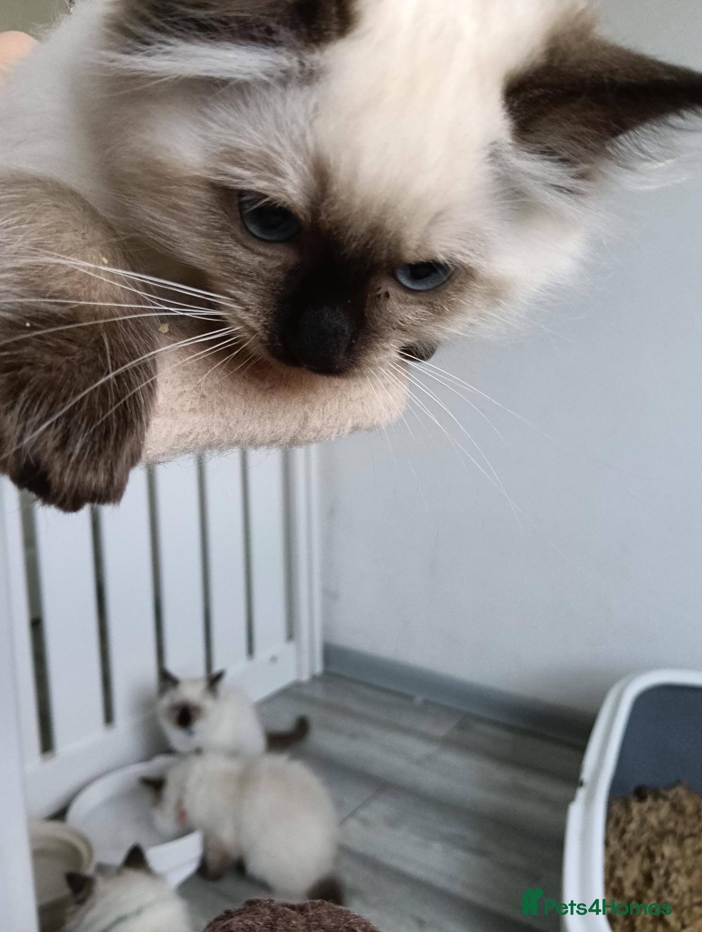 Ragdoll cats GCCF Registered Ragdoll Kittens  - Advert 1