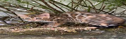 Bengal cats for sale: Show potential Bengal Boys - Advert 8