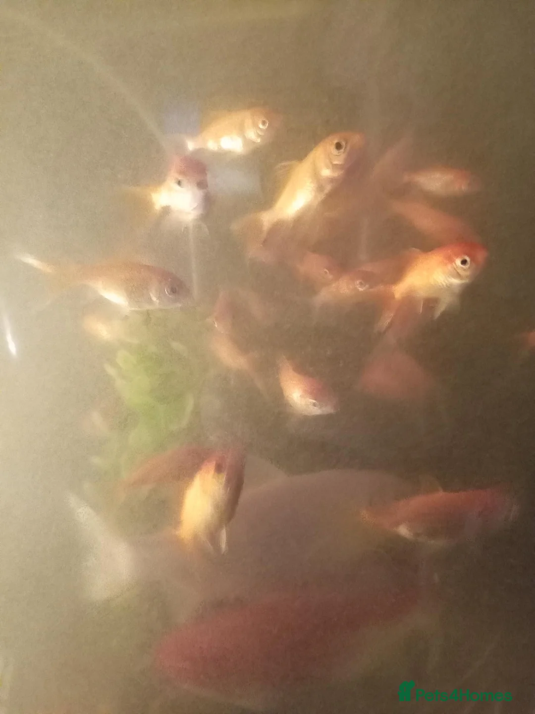 Goldfish fish for sale: Goldfish from 2 months - 8 months  in Dunstable - Advert 12