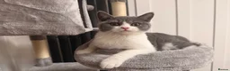 British Shorthair cats for sale: Beautiful Kovu Looking for His Forever Home - Advert 5
