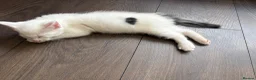 Mixed Breed cats for sale: Last kitten available  in Aldershot - Advert 3