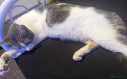 Mixed Breed cats for sale: Mixed breed kittens  - Image 8