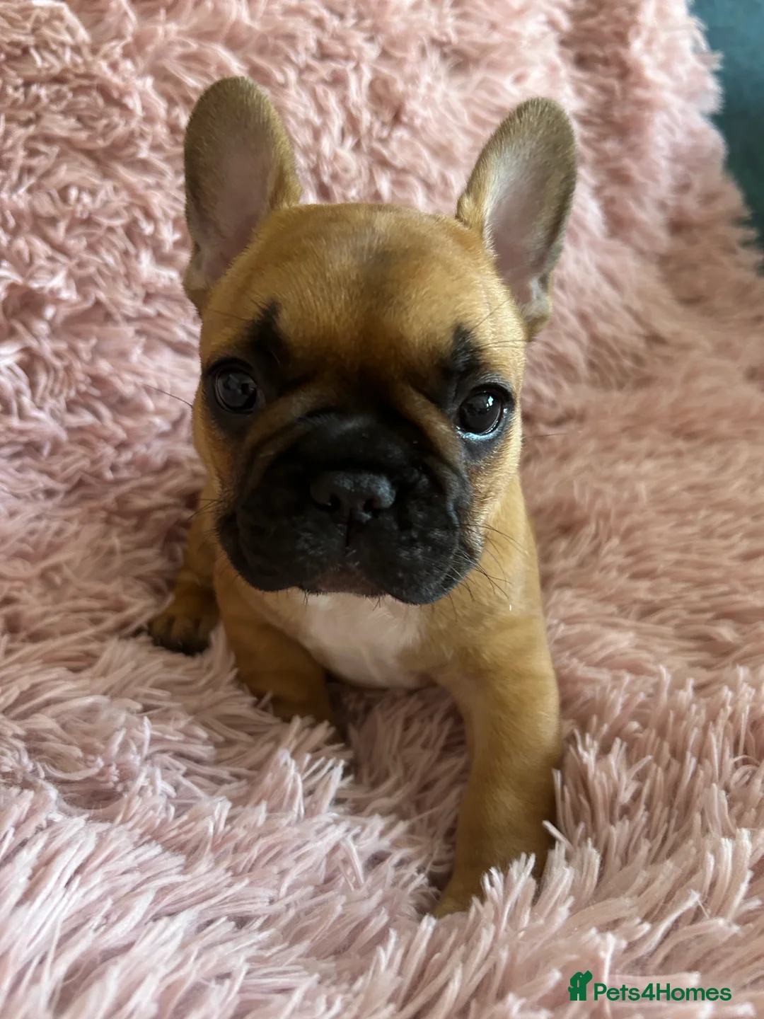 French Bulldog dogs for sale: Ready in 1 week!Stunning, true French bulldog pups - Advert 16