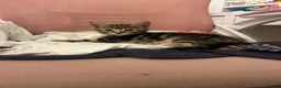 Mixed Breed cats for sale: 2 lovely tabby girls  - Advert 7