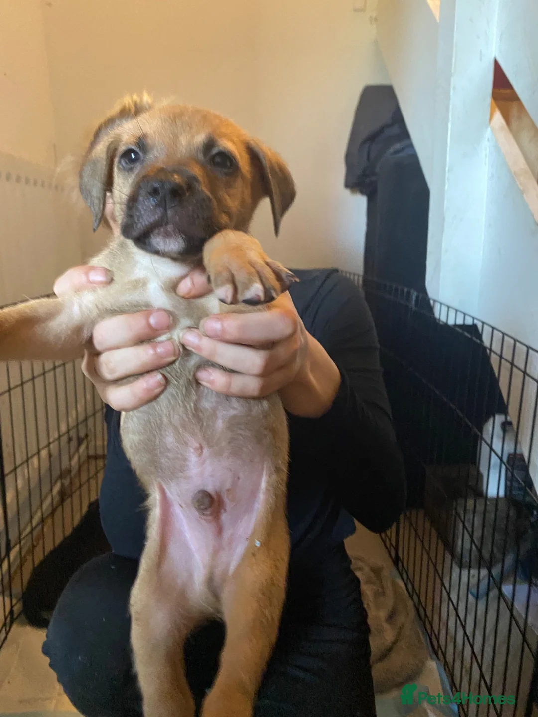 Mixed Breed dogs for sale: Presa Canario Cross Labrador retriever in Preston - Advert 8